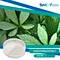 Gynostemma pentaphyllum extract powder supports the healthy activity of the immune system.
